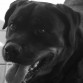 aqui sale ella la tube que recortar la foto porque era muy grande
sale en un tono blanco y negro